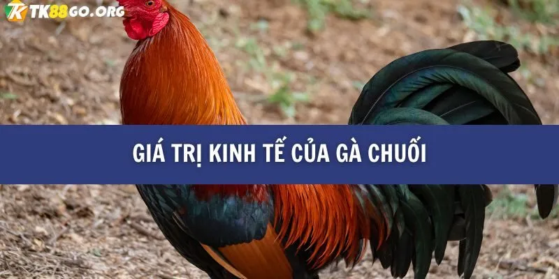 Gà Chuối Là Gì? Những Điều Thú Vị Bạn Chưa Biết Về Loài Gà Đặc Biệt TK88